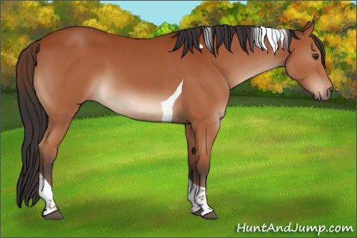 Horse Color:Bay Tobiano 