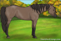 Horse Color:Liver Red Dun Rabicano 