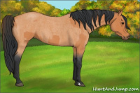 Horse Color:Bay Roan  and Bay Roan 