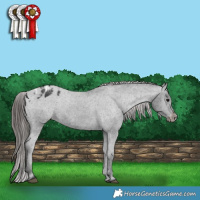 Horse Color:Black Appaloosa Rabicano 