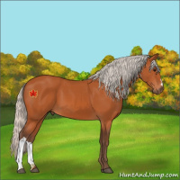 Horse Color:Silver Bay 