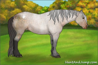 Horse Color:Buckskin Appaloosa 
