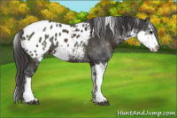 Horse Color:Smoky Black Sabino Appaloosa 