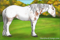 Horse Color:Brown Sabino Appaloosa 