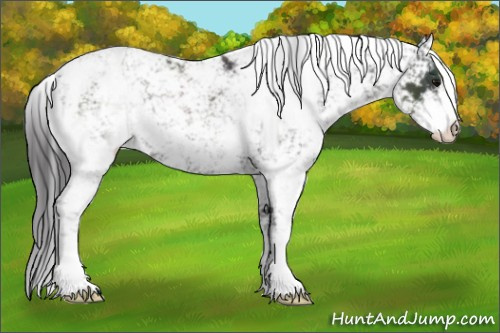 Horse Color:Smoky Black Sabino 