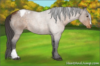 Horse Color:Buckskin Appaloosa 