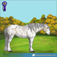 Horse Color:Buckskin Sabino Appaloosa