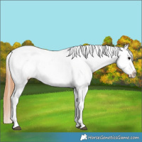 Horse Color:White Spotted Grullo Snowflake Varnish