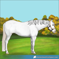 Horse Color:White Spotted Chestnut Varnish 