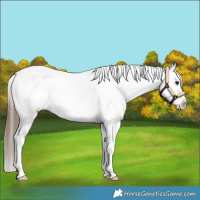 Horse Color:Bay Roan Splash Near Fewspot 