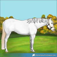 Horse Color:White Spotted Chestnut Pearl Splash Blanket 