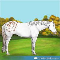 Horse Color:Bay Appaloosa 
