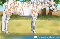 Horse Color:Silver Bay Dun Tobiano Near Leopard 