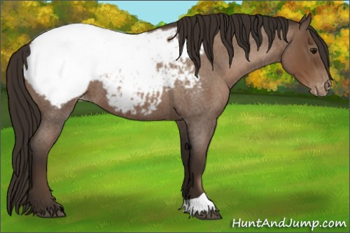 Horse Color:Gray Blue Roan Pearl Appaloosa 