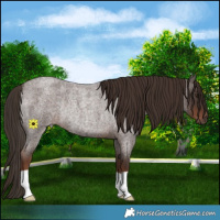 Horse Color:Liver Red Roan Rabicano 