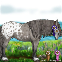 Horse Color:Grullo Appaloosa 