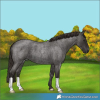 Horse Color:Liver Red Roan 