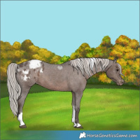 Horse Color:Silver Black Tobiano Appaloosa