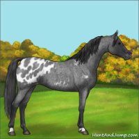 Horse Color:Blue Roan Near Leopard 