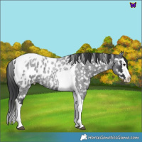 Horse Color:Blue Roan Splash Tobiano Near Leopard 