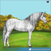 Horse Color:Blue Roan Tobiano  and Gray White Spotted Grullo 