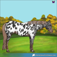 Horse Color:Liver Chestnut Near Leopard 