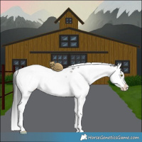 Horse Color:Brown Roan Splash Tobiano Rabicano 