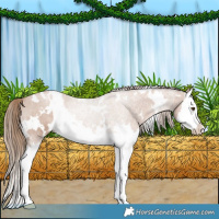 Horse Color:White Spotted Black Pearl Splash 