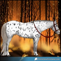 Horse Color:Smoky Black Near Leopard 