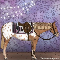 Horse Color:Chestnut Appaloosa 