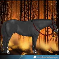 Horse Color:Black 