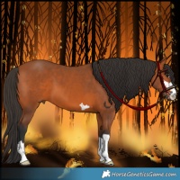 Horse Color:Bay 