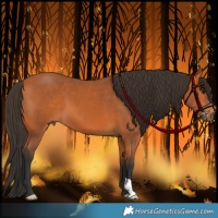 Horse Color:Bay 
