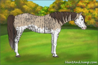 Horse Color:Grullo Sabino Splash  and Classic Champagne Dun Sabino Splash 