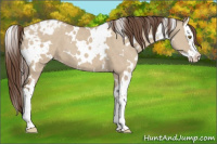 Horse Color:White Spotted Classic Champagne Dun Splash Appaloosa 