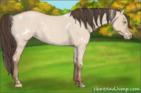 Horse Color:White Spotted Amber Champagne Roan Dun