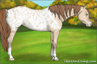 Horse Color:White Spotted Amber Champagne Dun Tobiano Near Leopard 