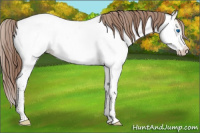 Horse Color:White Spotted Classic Champagne Dun Splash Tobiano Appaloosa 