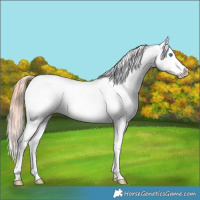 Horse Color:White Spotted Amber Champagne Dun Splash Tobiano Appaloosa 