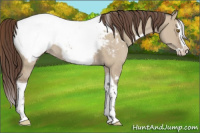 Horse Color:White Spotted Classic Champagne Dun Splash Tobiano Appaloosa 