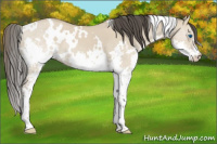 Horse Color:White Spotted Classic Champagne Dun Splash 