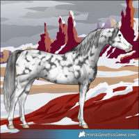 Horse Color:Black Sabino Splash Appaloosa 