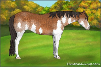 Horse Color:Buckskin Splash 