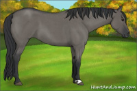 Horse Color:Grullo Roan 