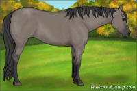 Horse Color:Grullo 