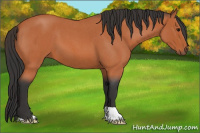 Horse Color:Bay Roan