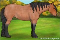 Horse Color:Bay Roan 