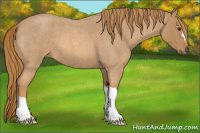 Horse Color:Red Roan 