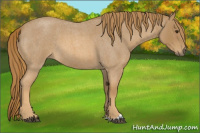 Horse Color:Red Roan 