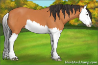 Horse Color:Bay Splash 